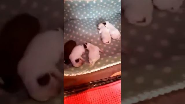 Продолжение ВЗВЕШИВАЕМ щенков чихуахуа 5 дней