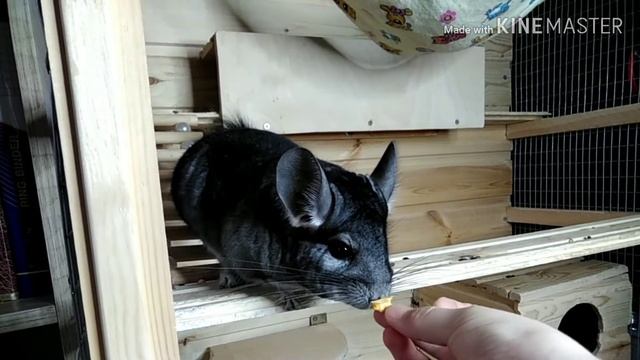 ТОП 5 ФАКТОВ О ШИНШИЛЛАХ смотреть онлайн