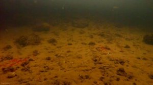 Ловля окуня на мормышку зимой, Подводные съемки