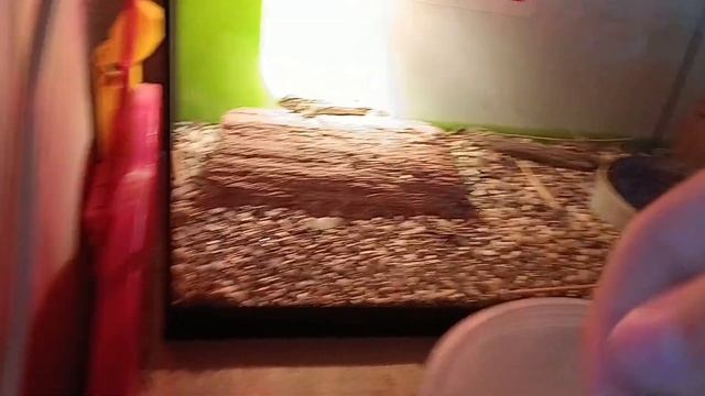 Как содержать прыткую ящерицу
