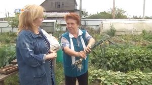 Лук-порей является родственником репчатого лука, но, в отличие от своего собрата