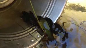 Полевской. Разведение Линя