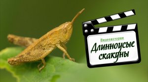 Видеоистория. Длинноусые скакуны. Фауна Беларуси / Микропланета