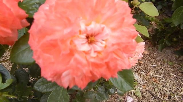 Розочка-первогодка Pour L'amour D'un Chateau и др в моём саду 2019 смотреть онлайн