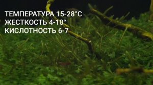 Мох Камерун,(moss sp.Cameroon),(Hanegoke Sp.Cameroon).
