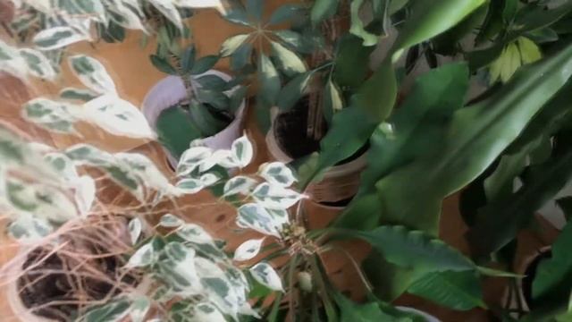ШЕФЛЕРА: СОВЕТЫ ПО ПЕРЕСАДКЕ И УХОДУ