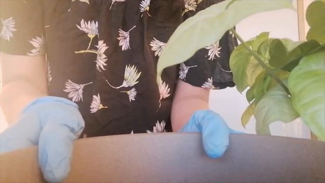 Como cuidar un photos o potus? (Epipremnum aureum,boa o teléfono) смотреть онлайн