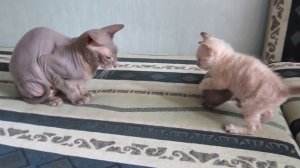 Don Sphynx kitten for sale