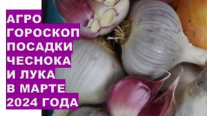 Агрогороскоп посадки чеснока в марте 2024 Agrohoroscope for planting onions and garlic in March 2024