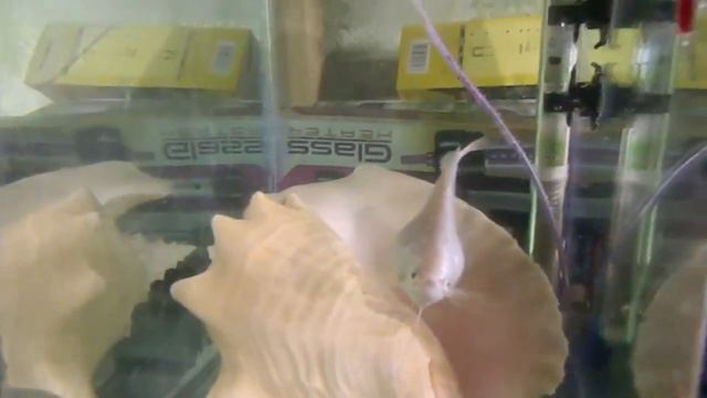 Разводня, две недели спустя. смотреть онлайн