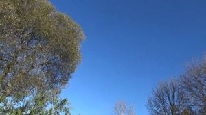 Скаут Сафари на ТО.