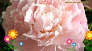 Пион молочноцветковый Шифон Парфе. Краткий обзор, описание paeonia lactiflora Chiffon Parfait