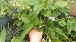 Земляника Жёлтое чудо и Temptation в первый год посева.