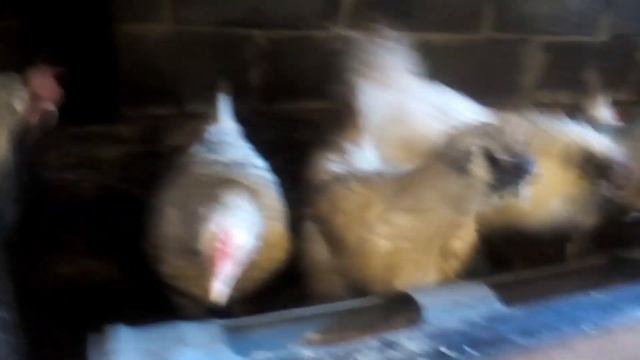 Куриное яйцо для инкубации! Какое яйцо мы можем предлжить 2022год смотреть онлайн