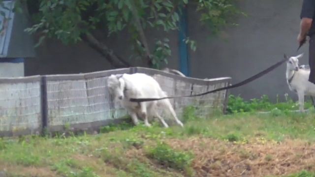 #huskiesterra, #домвселе, #хаски ДОМ В СЕЛЕ с сюрпризом.  :) Часть1