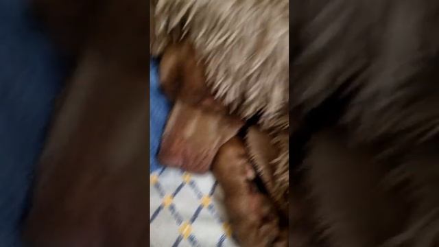 самый милый питбуль в мире??? смотреть онлайн