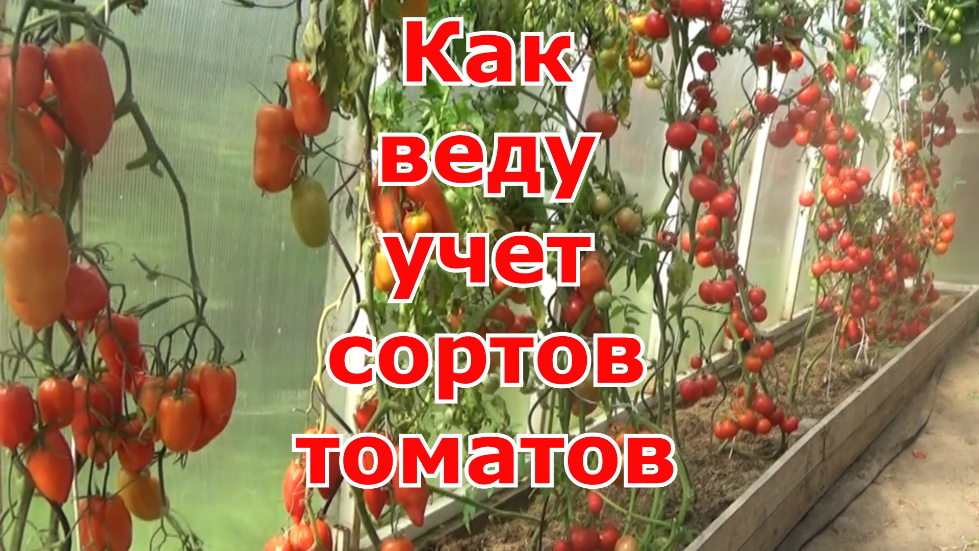 Как веду учет сортов и гибридов помидоров. Какие томаты для раннего урожая и когда сеять.