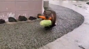 работа в доставке