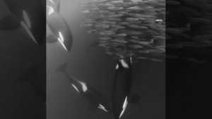 Косатки и косяк сельди. Мелодично.