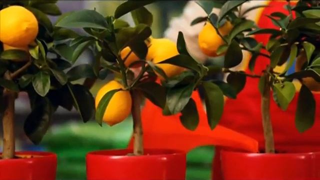 terrasol смотреть онлайн