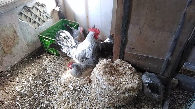 ЗАБЫТЫЕ БОРКОВСКИЕ БАРВИСТЫЕ мой птичий уголок в марте СТАРУШКИ И МОЛОДЫЕ смотреть онлайн