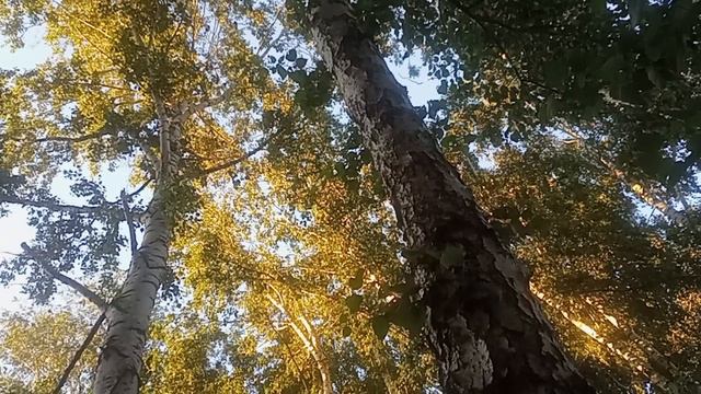 Прогулки на природе,совещании ворон.