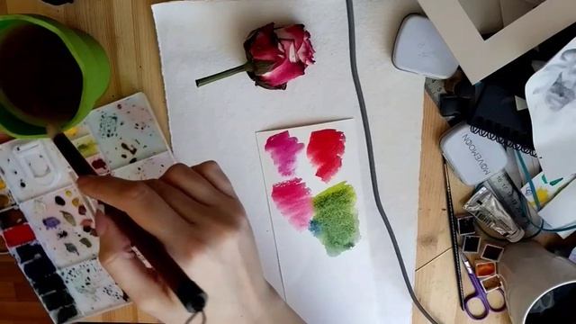 Роза акварелью без рисунка карандашом смотреть онлайн