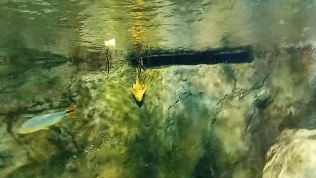 Москвариум - мощь Мирового океана смотреть онлайн