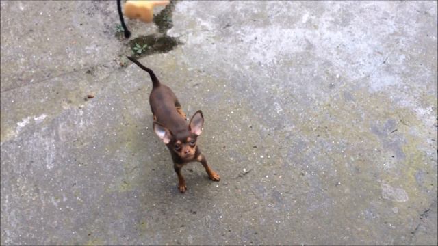 Очень мелкая собачуля. Той-терьер смотреть онлайн