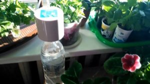 Автополив для комнатных растений.