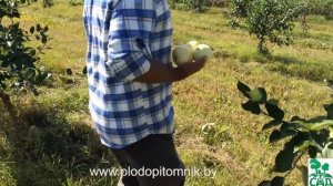 ?  Яблоня сорт Папировка (Белый налив)/ Ранние летние сорта яблонь.