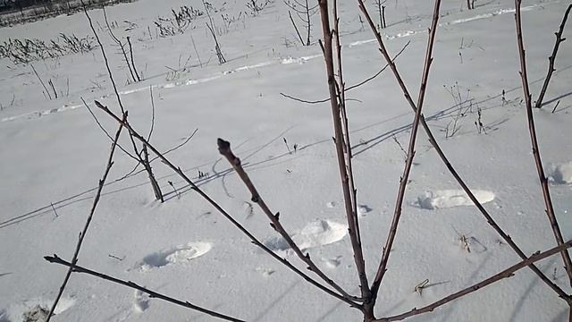 Саженцы черешни для посадки по системе KGB смотреть онлайн