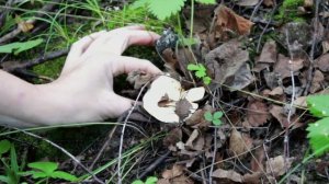 Сбор грибов. Грибы в орле 2021.