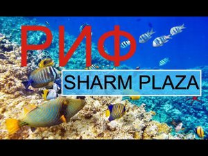 РИФ ОТЕЛЯ SHARM PLAZA 5 ДВАДЦАТЬ МИНУТ ПОД ВОДОЙ. РЕКОМЕНДУЕМ ПОСМОТРЕТЬ.