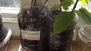 45 Восстановление покупных саженцев из магазина
