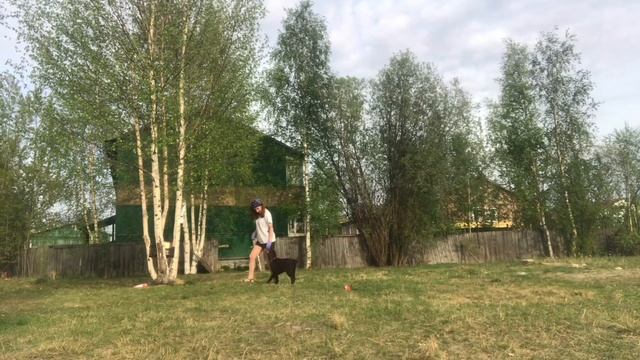 Тренировка щенка лабрадора 4 месяца смотреть онлайн