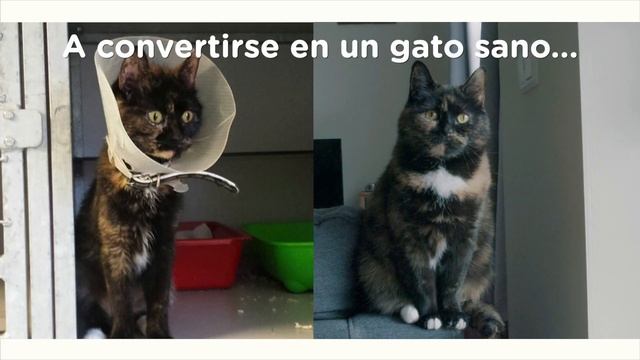 Alimento, refugio y amor | Hill's Pet Nutrition España смотреть онлайн