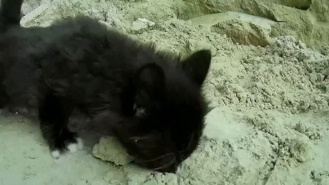 Отдам котят в хорошие руки смотреть онлайн