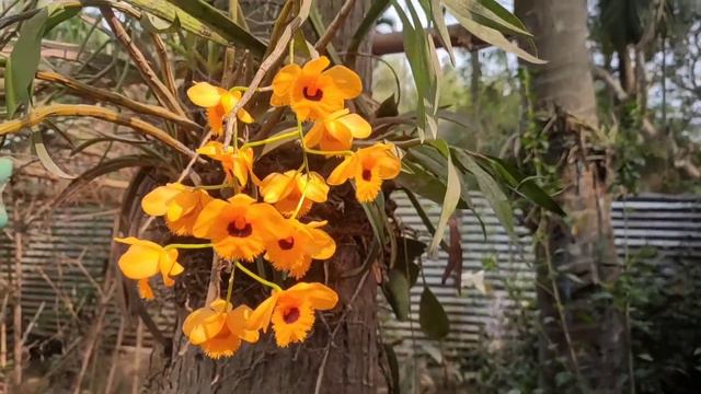 Dendrobium fimbriatum orchid || yellow orchid || #KopouPhool 🌸🌸 смотреть онлайн
