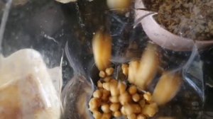 #156 Потрясный торт из нута с нутовым кремом. Без сахара, яиц и муки.