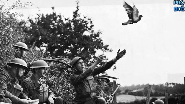 Почтовые голуби - умные птицы разведчики, интересные и необычные эксперименты мира. смотреть онлайн