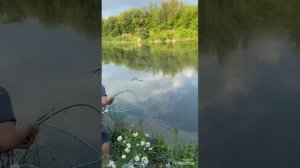 Тест спиннинга Narval Argument 80l до 18 гр полное видео вываживание сома 32кг