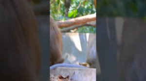 Очаровательный милый малыш обезьянка Драйя Дейзи обезьянка Adorable Cute Baby Monkey Draya Daisy 03