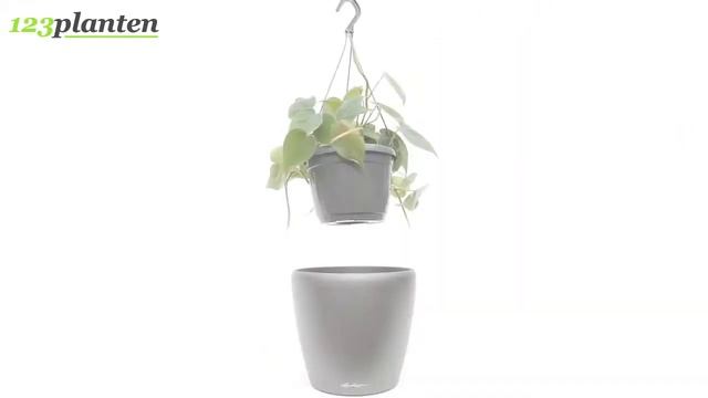 Philodendron Scandens смотреть онлайн