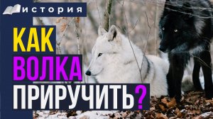 Как тренировка на турнике поможет приручить волка? Секрет 50 летнего новичка-турникмена!