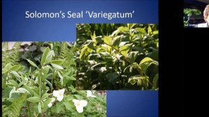 Gardening with Sue:  Winning Annuals & Perennials