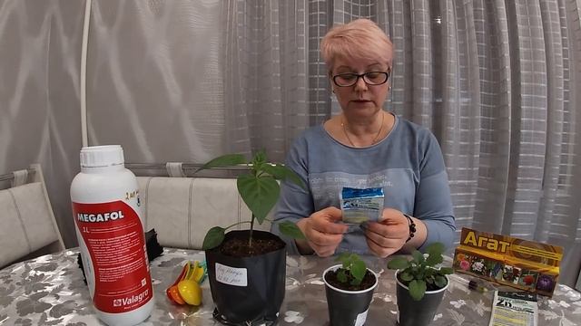 На рассаде появились светлые пятна,листья обмякли.Скорая помощь.29.03.2021 смотреть онлайн