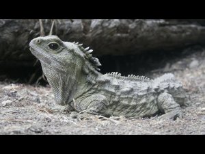 В Новой Зеландии обнаружили живого ближайшего родственника динозавров.