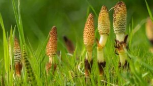 Хвощ полевой. Лечебные свойства хвоща полевого. Домашняя аптека. Народная медицина. Лечебные травы.