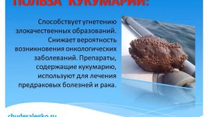 КУКУМАРИЯ: что это? Польза кукумарии.